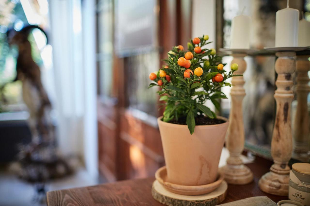 Tercia Hubertus Panzio Bed & Breakfast Sopron Luaran gambar